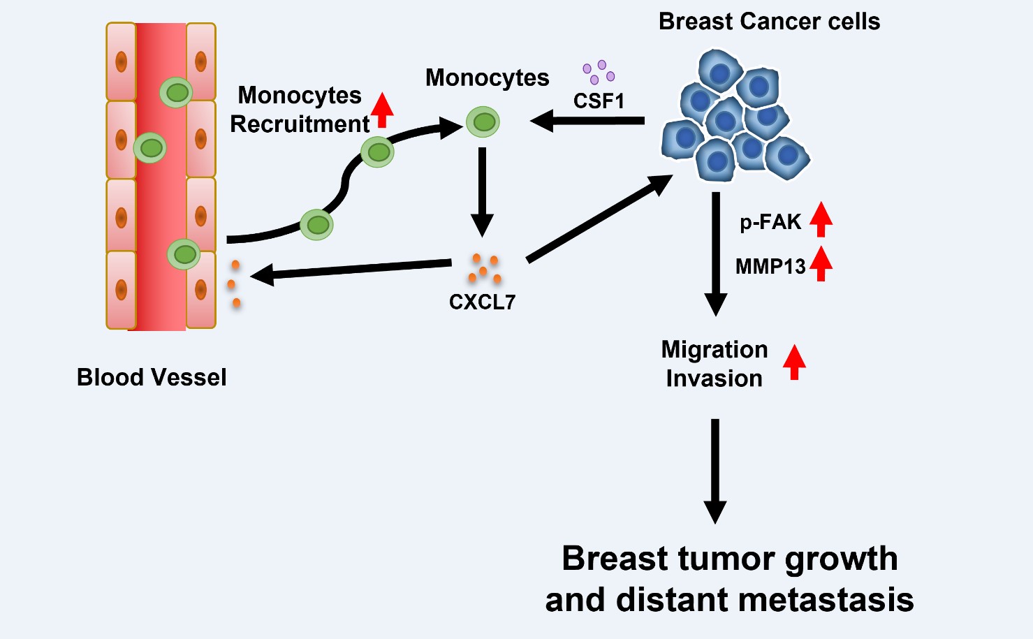 Cross Talk Between Cancer Cells And Macrophages In The Tumor