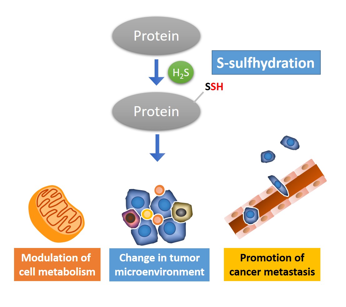 hydrogen-sulfide-modulation-in-cell-metabolism-the-lin-laboratory